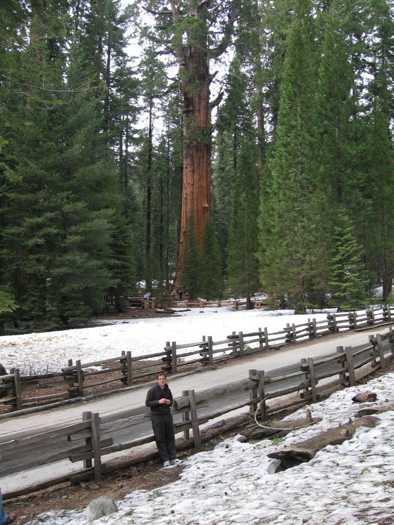 Sequoias